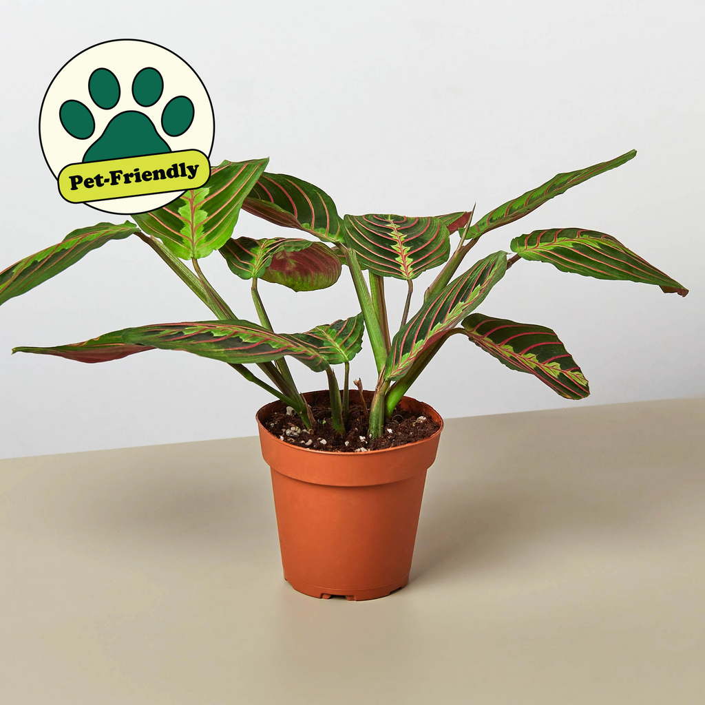 Celeste | Maranta ‘Red Prayer’