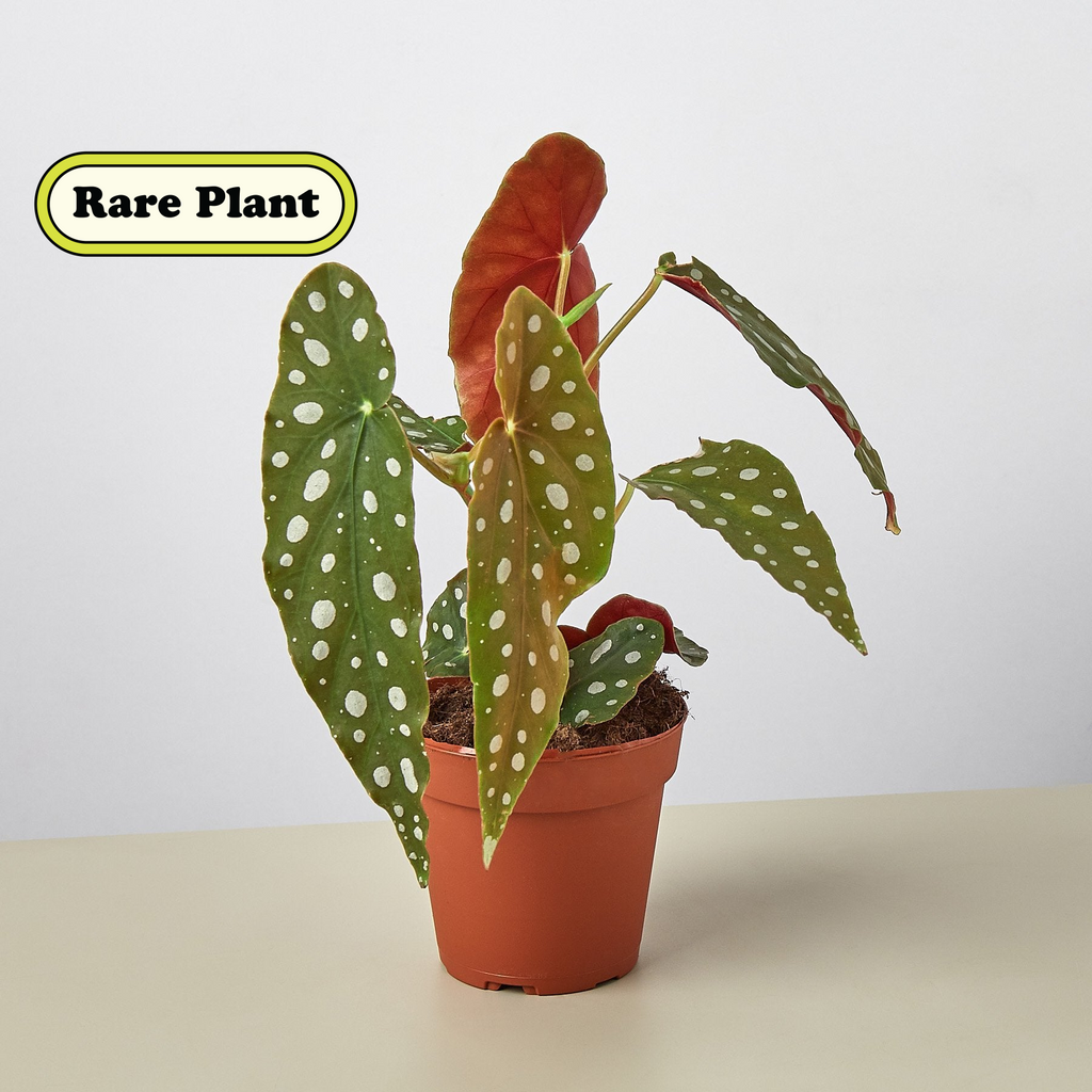 The Creature | Begonia maculata