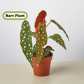 The Creature | Begonia maculata
