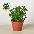 Maddy | Goldfish Plant
