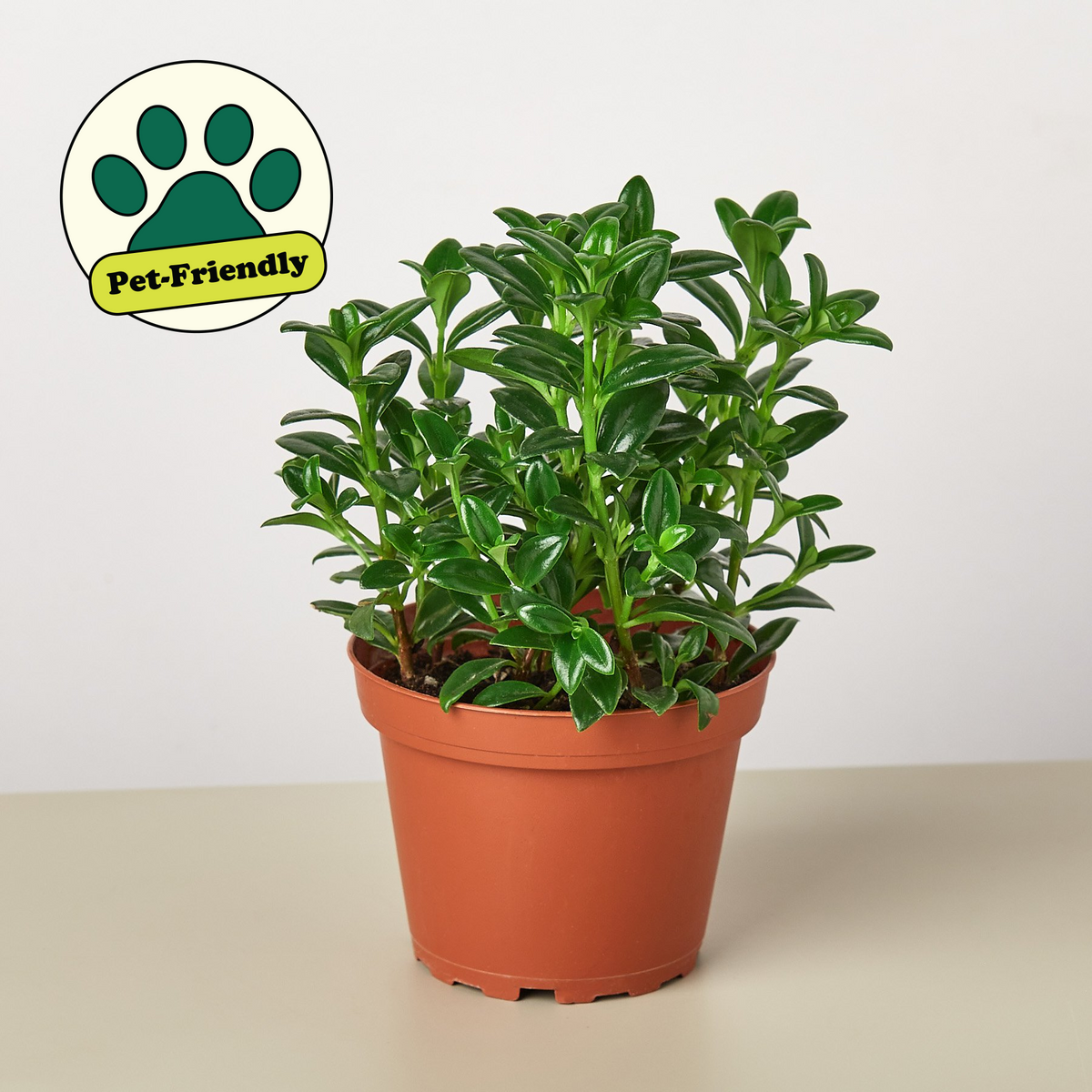 Maddy | Goldfish Plant