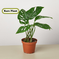 Heidi | Monstera Adansonii ‘Swiss Cheese’
