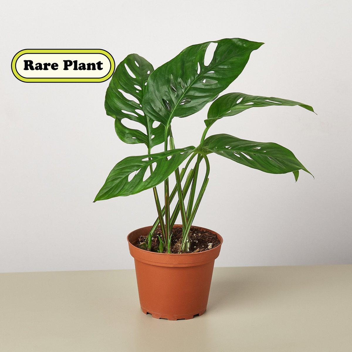 Heidi | Monstera Adansonii ‘Swiss Cheese’