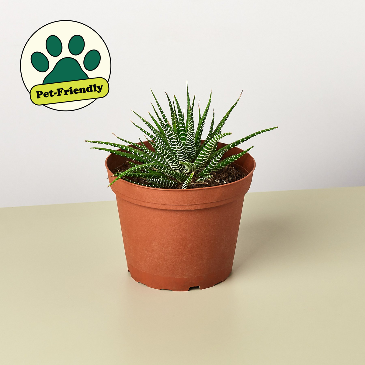 Zara | Zebra Succulent
