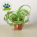 Melissa | Spider Plant ‘Bonnie’
