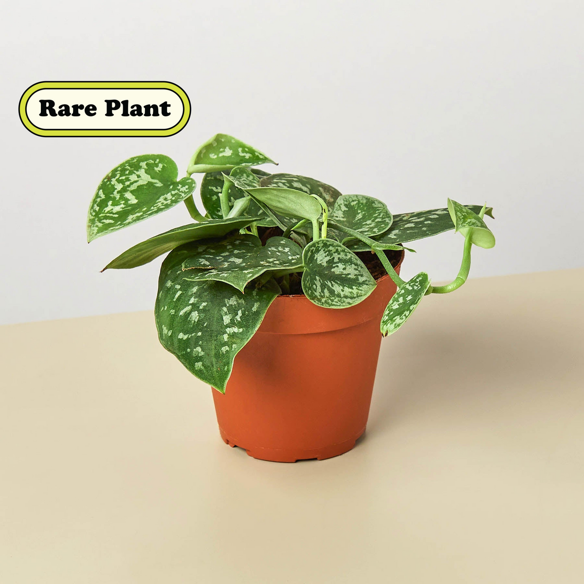 Sylvie | Satin Pothos