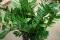 Marcy | Chameleon ZZ Plant