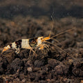 Black &amp; White Shrimp | The Little Aristocrat