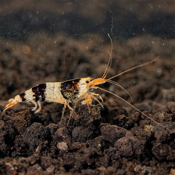 Black &amp; White Shrimp | The Little Aristocrat