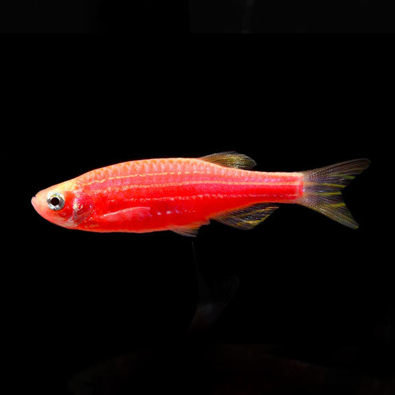 Zebra Danios | The Striped Speedsters