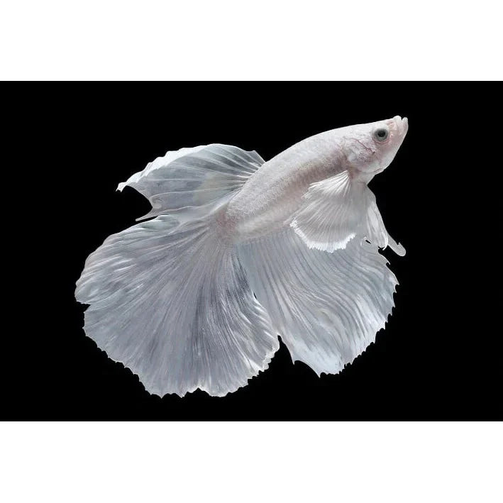 White Halfmoon Betta | The Ivory Prince