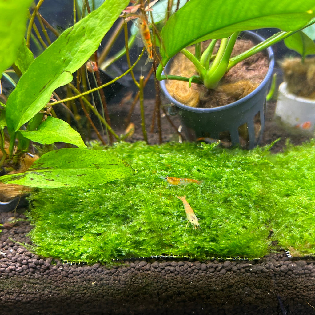 Mini Taiwan Moss