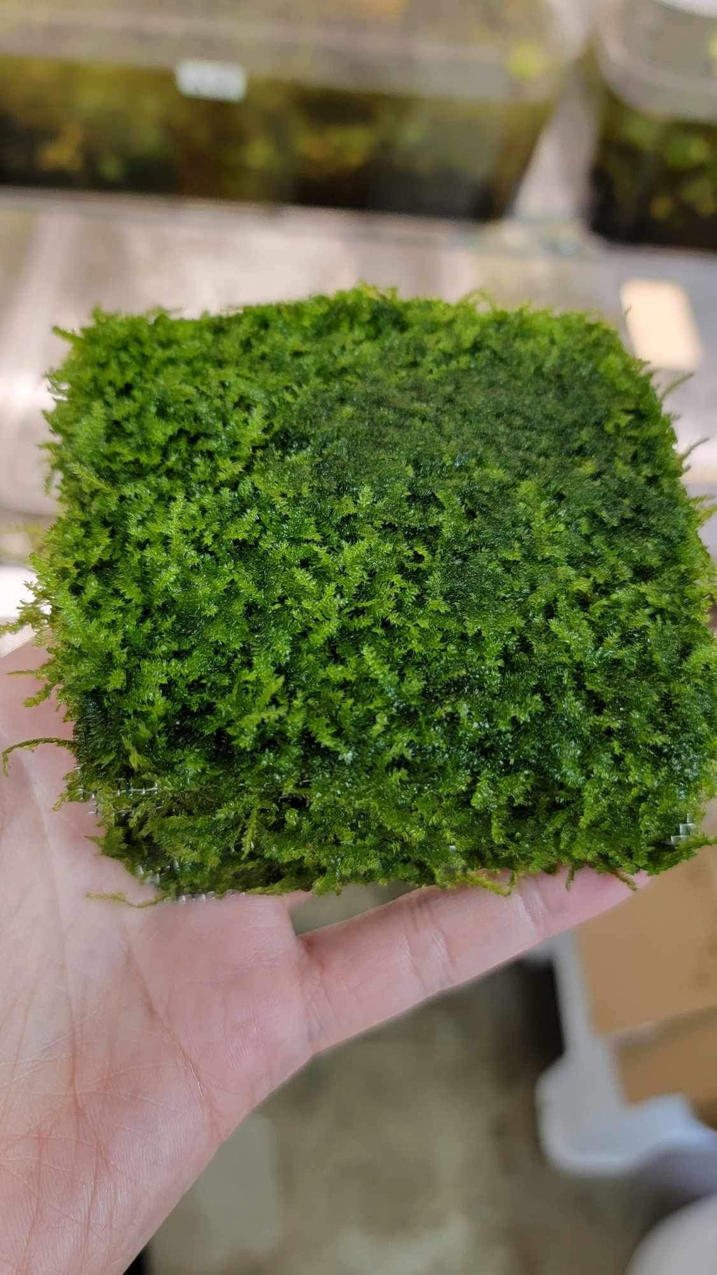 Mini Taiwan Moss