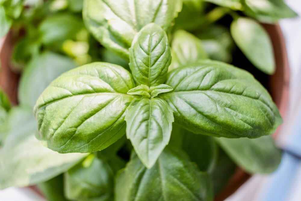 Organic Basil Seeds