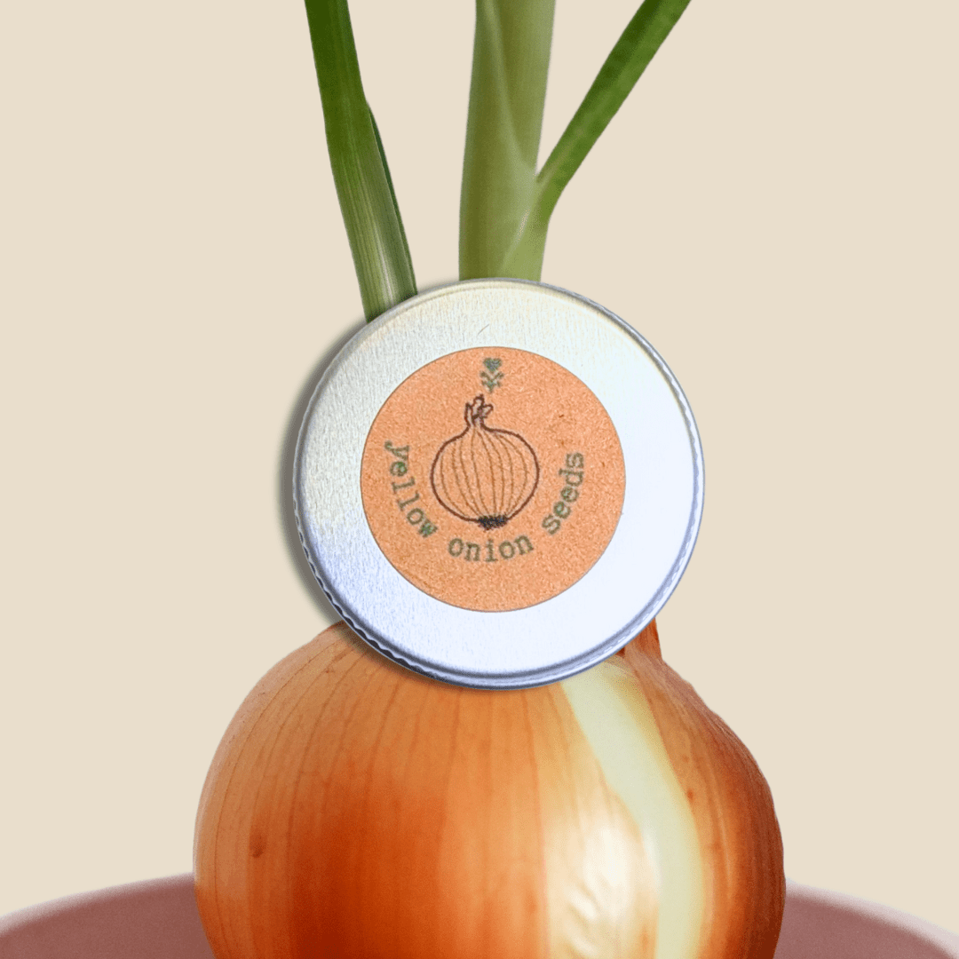 Organic Yellow Onion Seeds