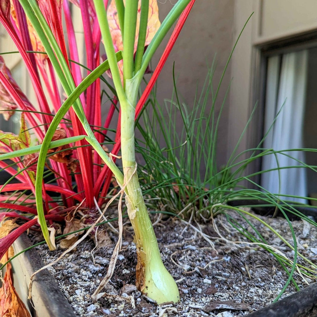 Organic Yellow Onion Seeds