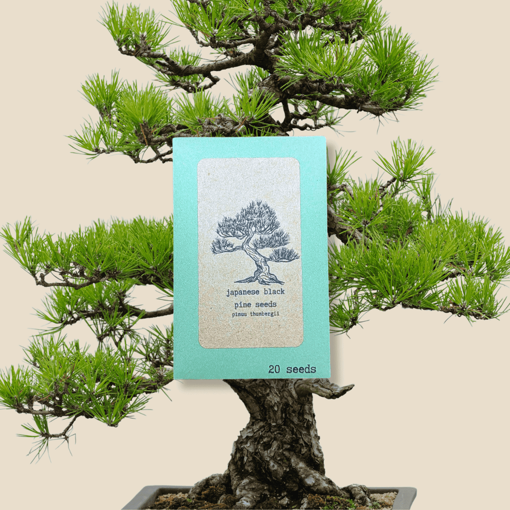 Pinus Thunbergii 'Japanese Black Pine' Seeds