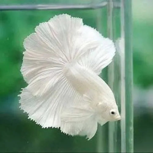 White Halfmoon Betta | The Ivory Prince