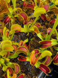 Trevanian | Venus flytrap ‘Trev's Dracula'