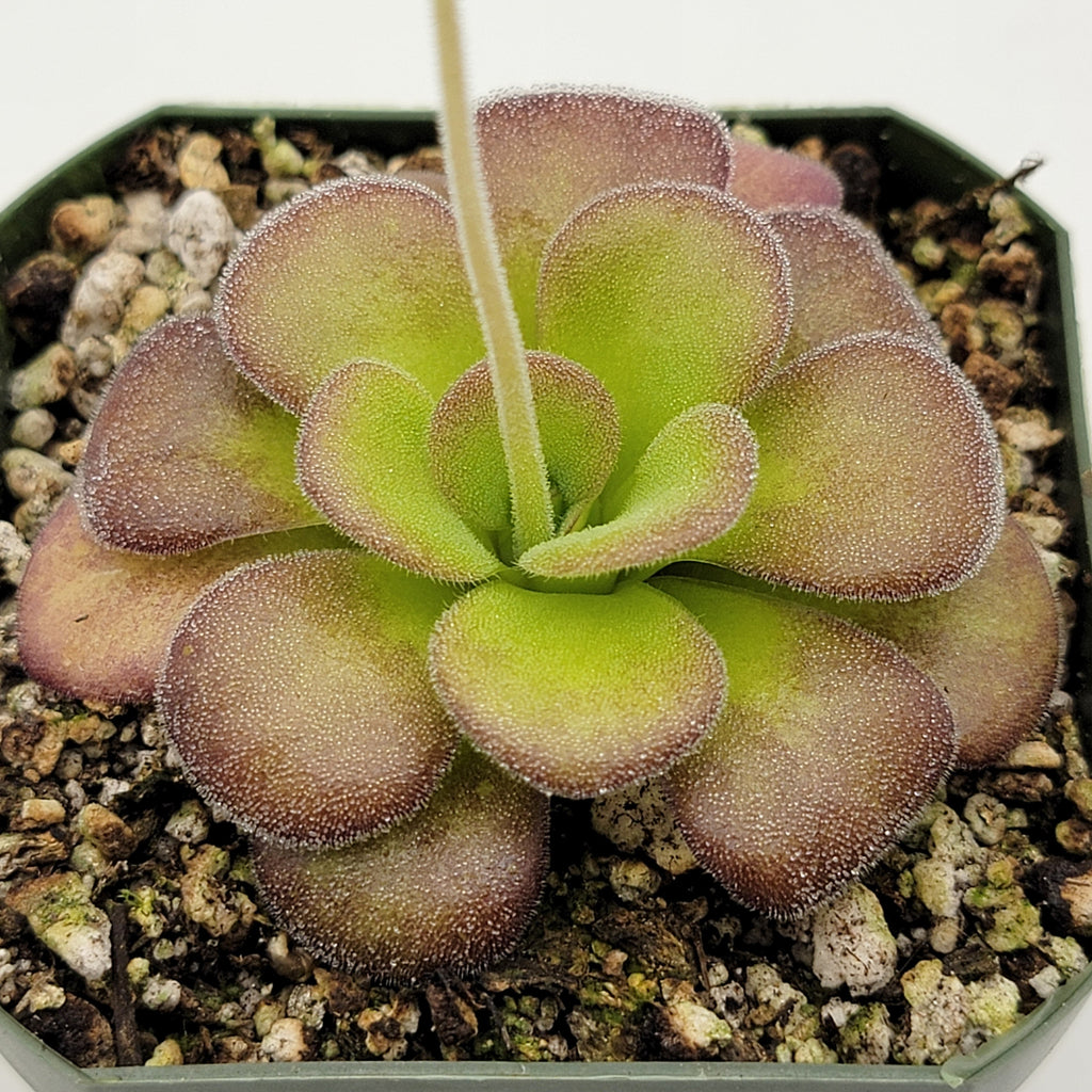 Pinguicula agnata 'Ekuma'