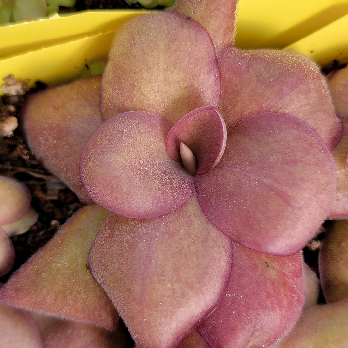 Pinguicula "Jellyfish"