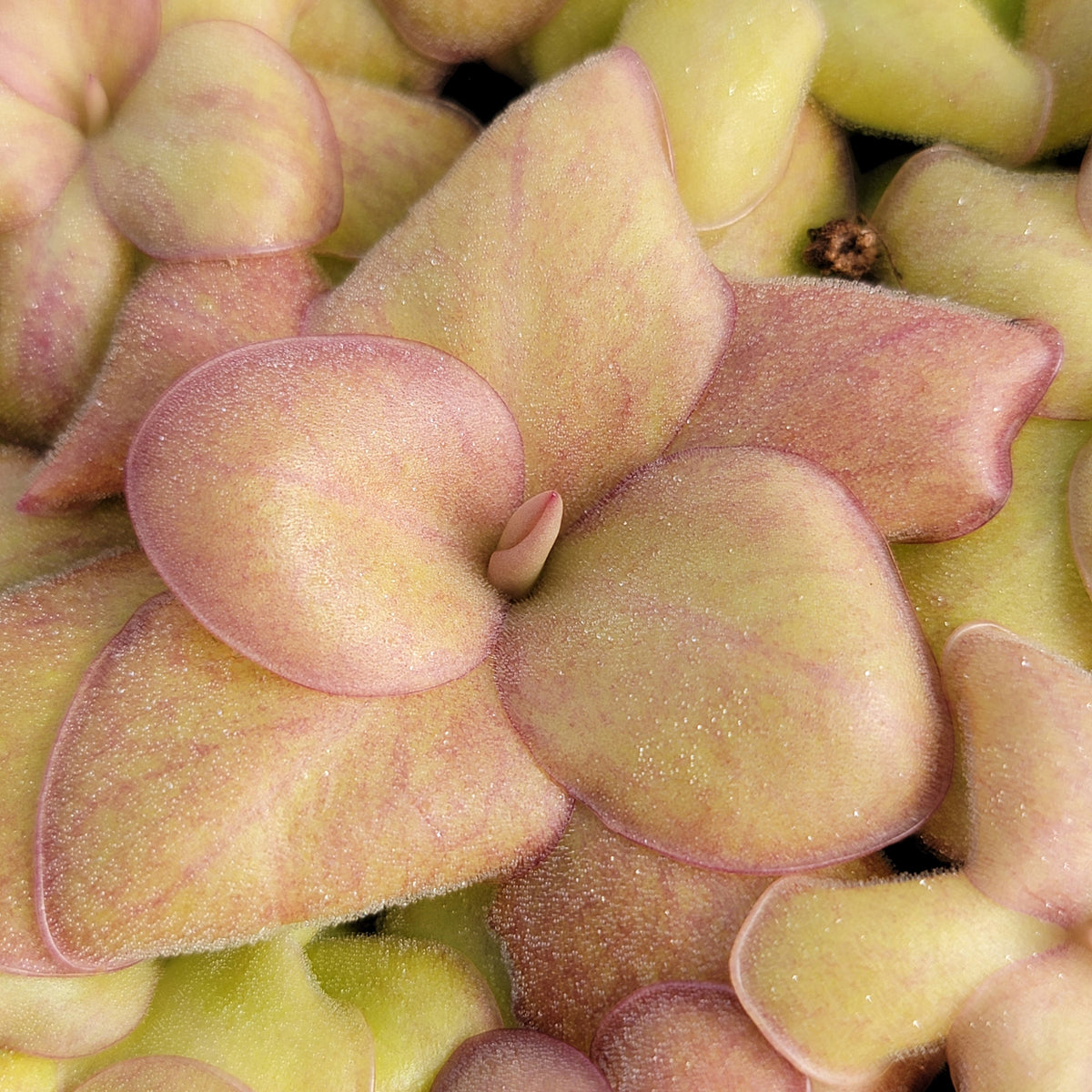 Pinguicula "Jellyfish"
