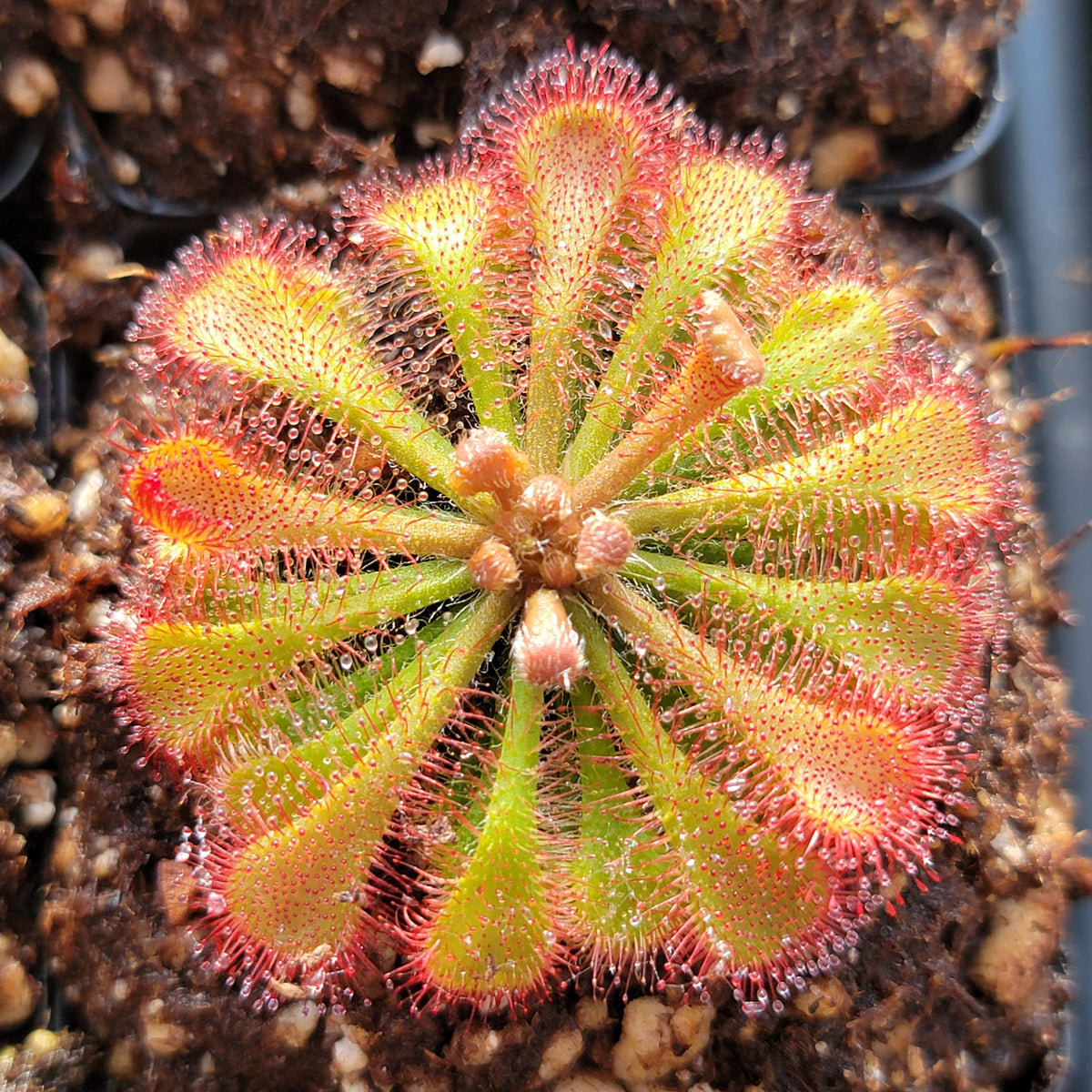 Drosera tokaiensis -Live carnivorous plant-