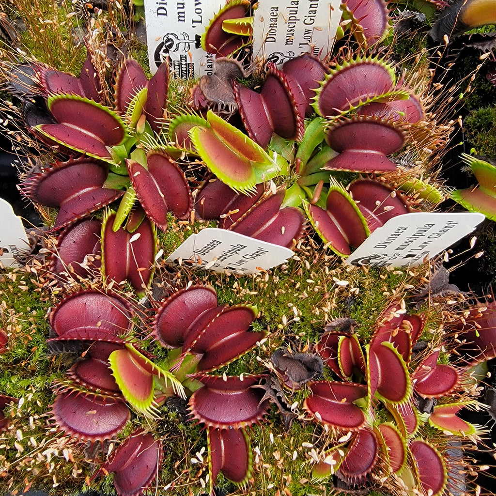 Venus flytrap (Dionaea muscipula) 'Low Giant'