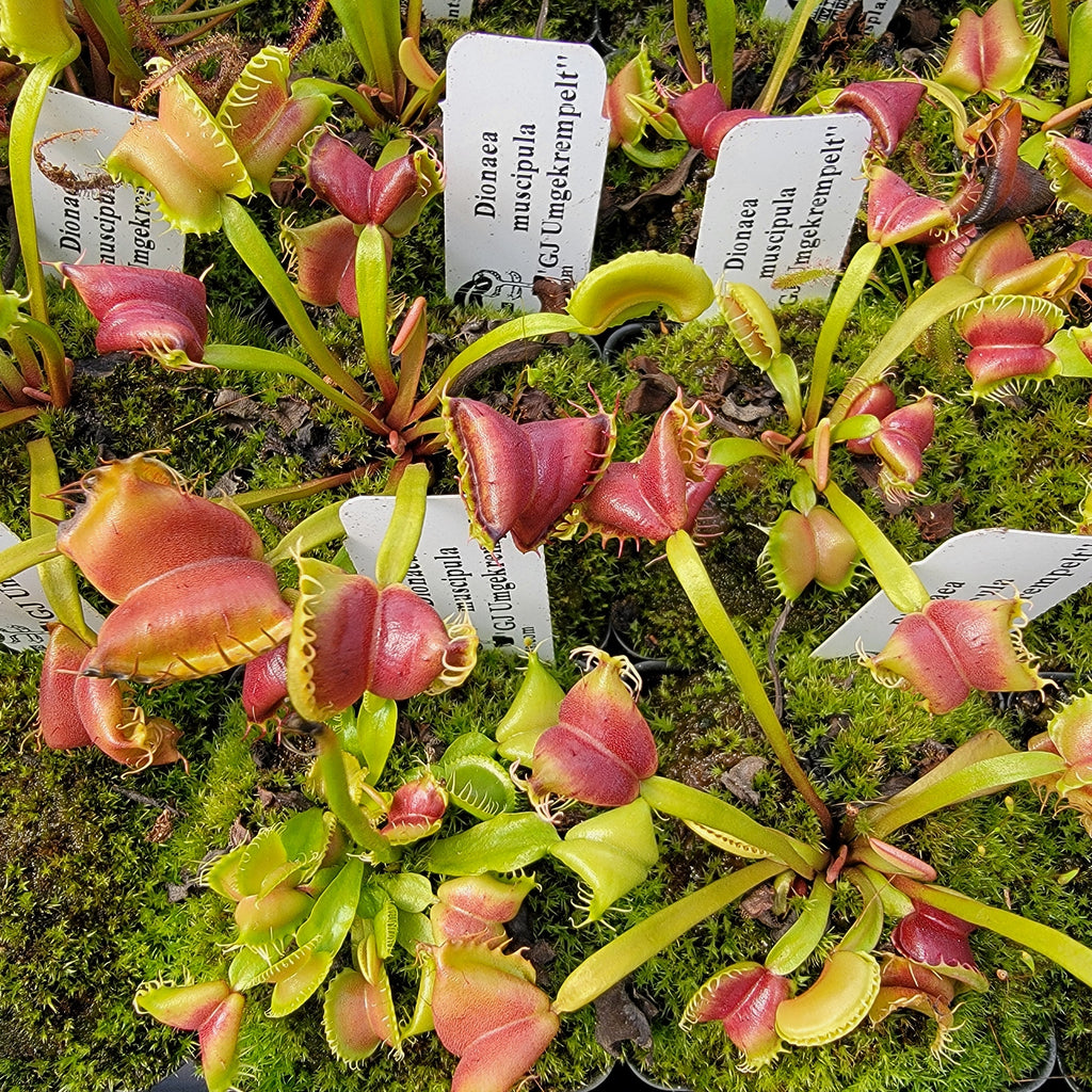 Venus flytrap (Dionaea muscipula) GJ Umgekrempelt