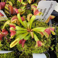 Venus flytrap (Dionaea muscipula) GJ Umgekrempelt