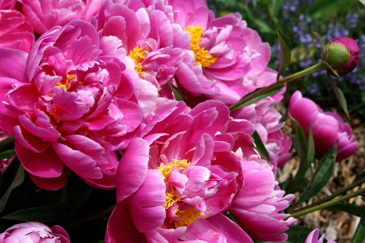 Candice | Pink Peony