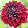 Amanda | ‘Arabian Night’ Dahlia