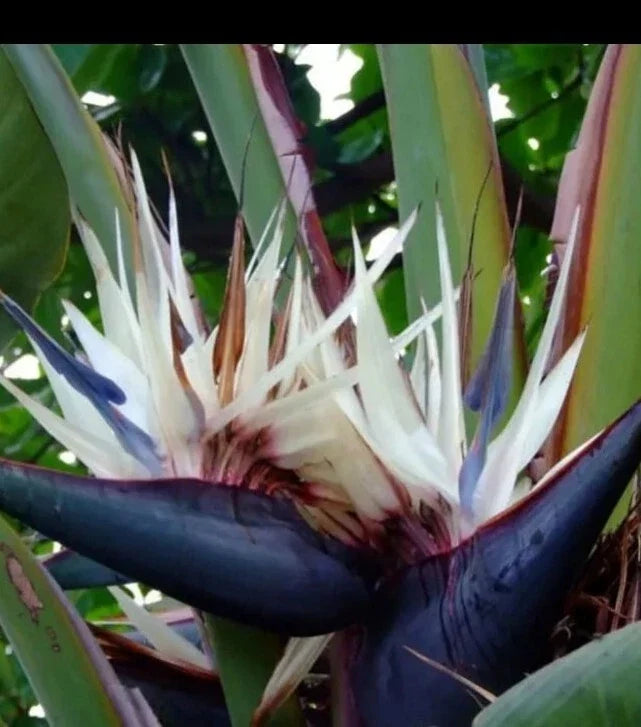 Catherine | White Bird of Paradise