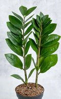 Live ZZ Plant 8-12" Rooted Houseplant Zamioculcas zamiifolia, Low Light Indoor Greenery, Drought Tolerant, Air-Purifying