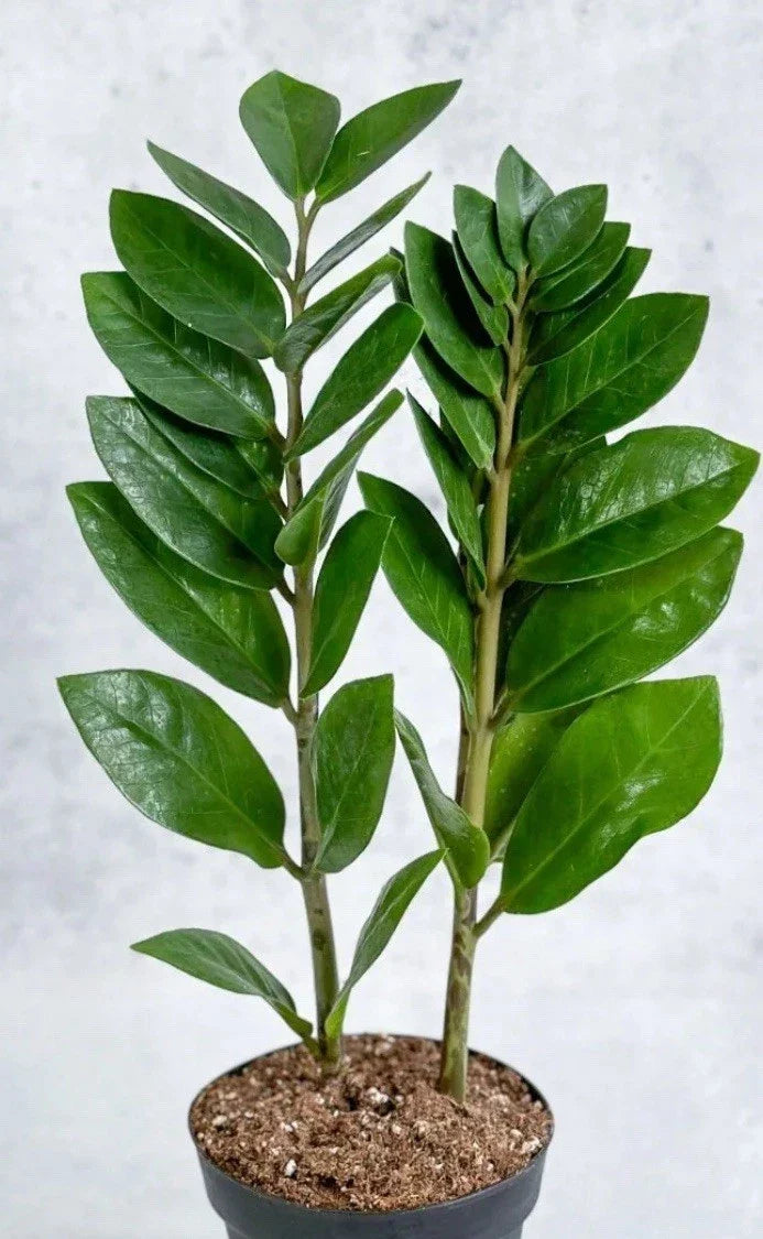 Live ZZ Plant 8-12" Rooted Houseplant Zamioculcas zamiifolia, Low Light Indoor Greenery, Drought Tolerant, Air-Purifying