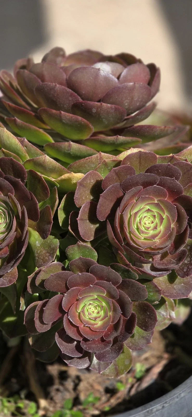 Aeonium Halloween Cutting - Succulent Plant - Dark Purple Rosettes - Aeonium arboreum 'Zwartkop'