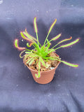 Isabel | Cape Sundew