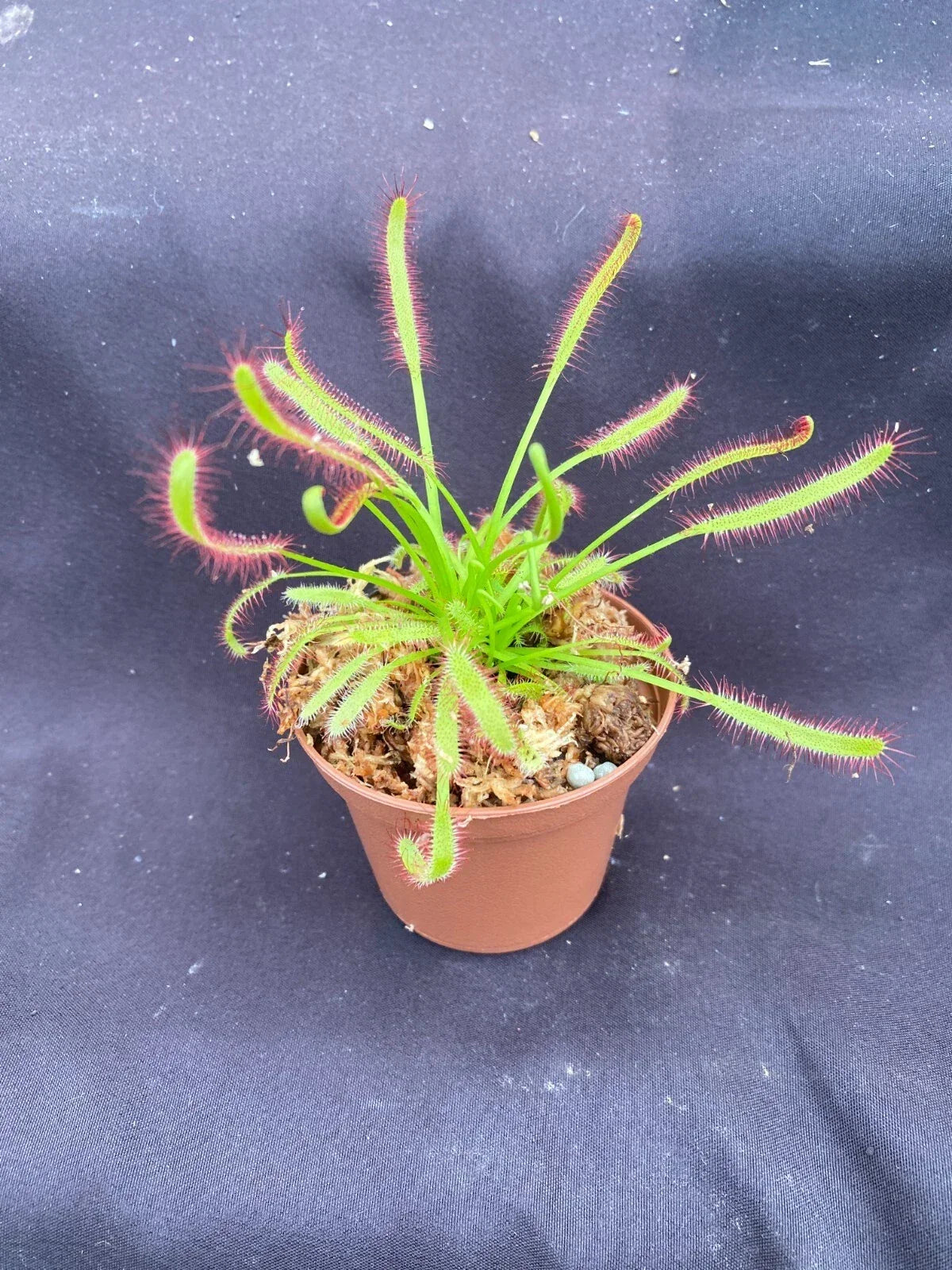 Isabel | Cape Sundew