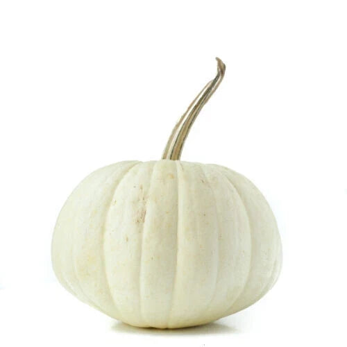 White Ghost Pumpkin Seeds - 25+ Non-GMO Cucurbita pepo for Garden Planting, Halloween & Fall Decor