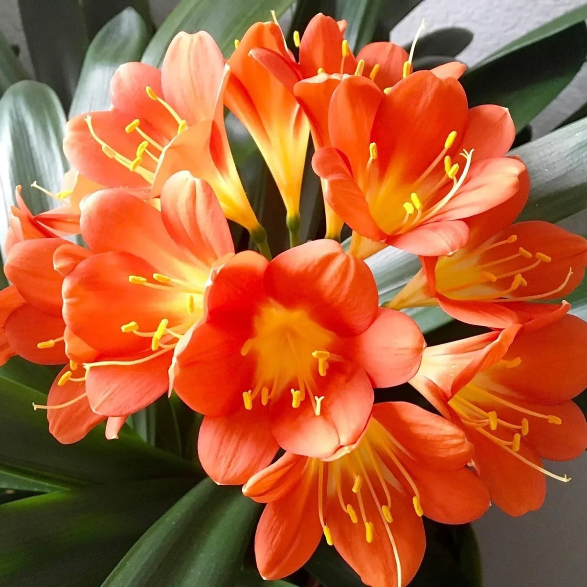 Kelly | Clivia Bush Lily