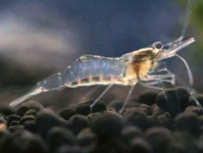 Ghost Shrimp | The Little Phantoms (Pack of 25)