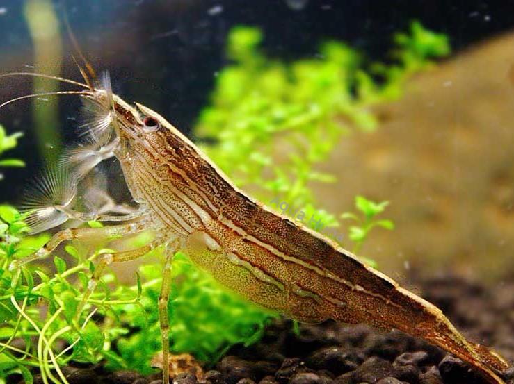 Bamboo Shrimp | The Gentle Fan Dancer
