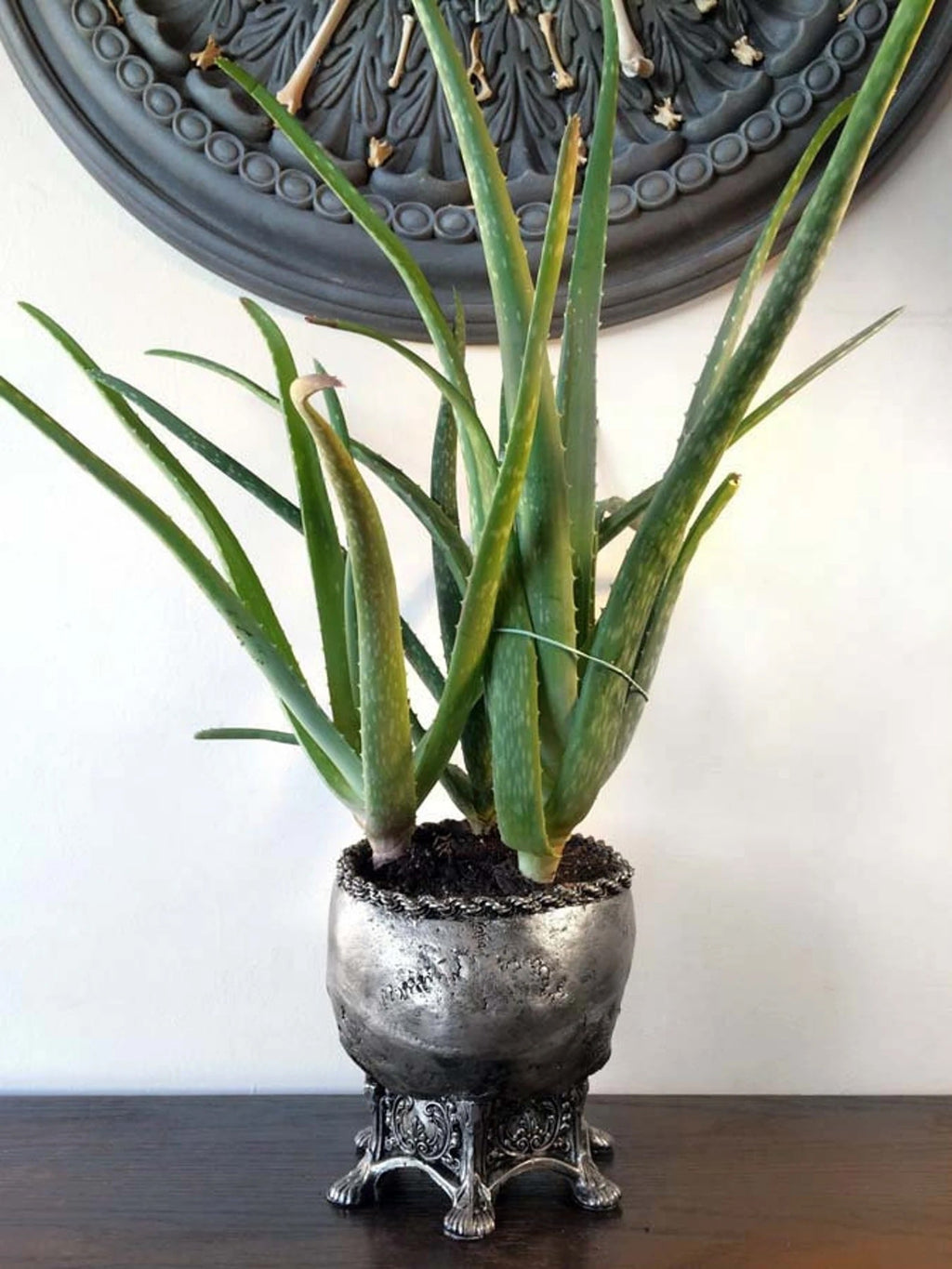 Human Skull Planter | Pewter Finish