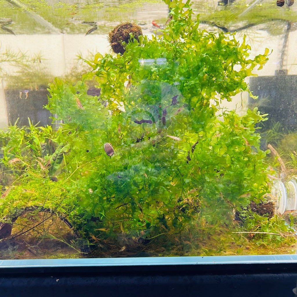 Subwassertang Pellia Moss