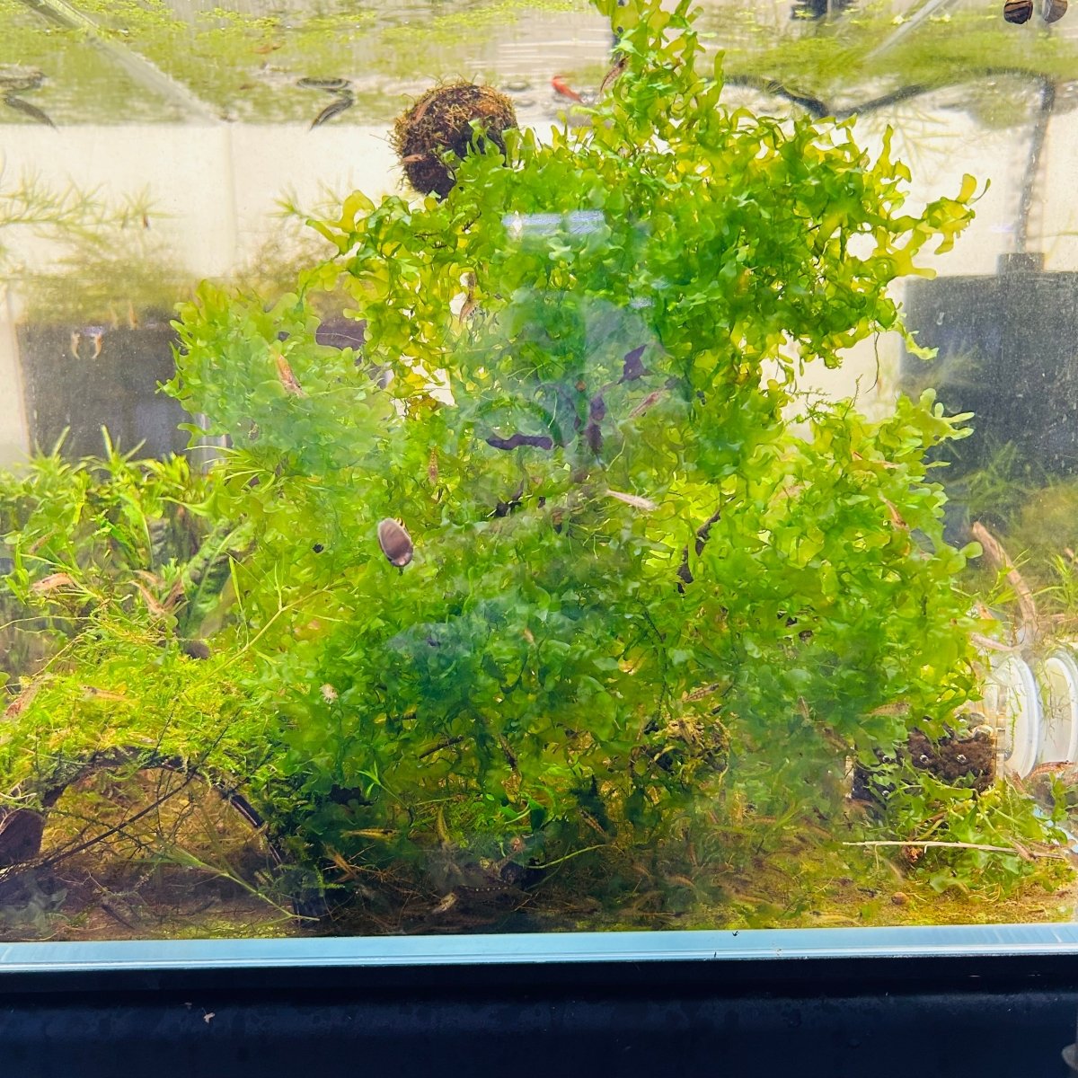 Subwassertang Pellia Moss