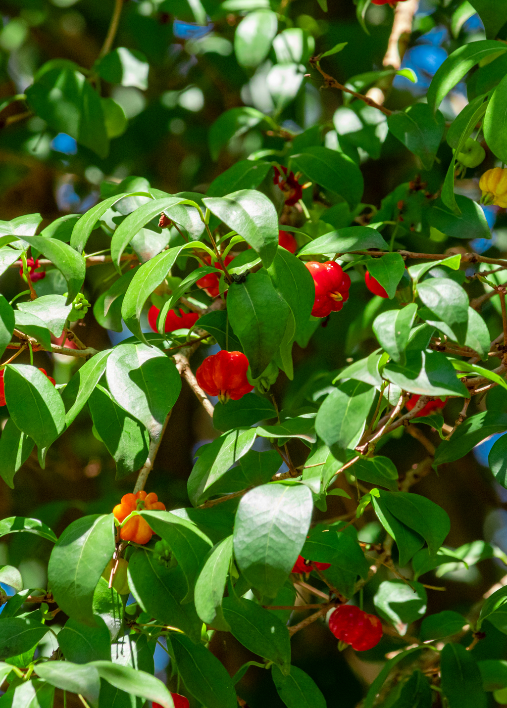 Surinam Cherry (Eugenia uniflora)