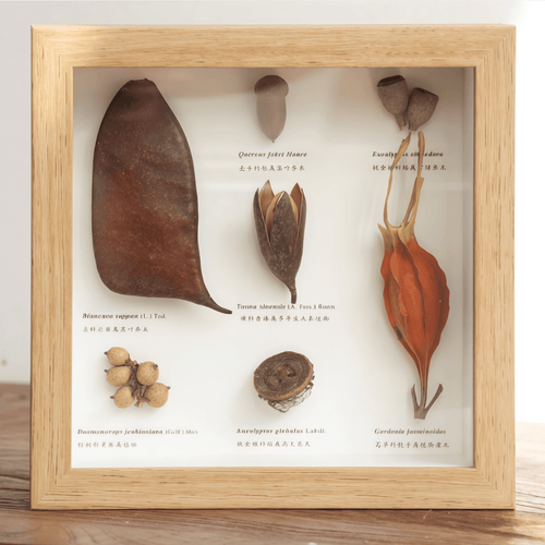 "The Rainforest Seed Vault" Tropical Specimen Shadow Box