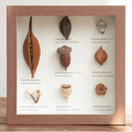 "The Rainforest Seed Vault" Tropical Specimen Shadow Box