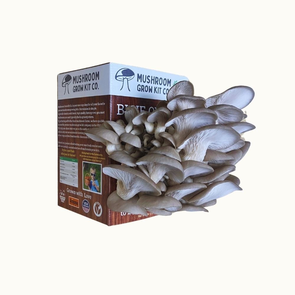 Blue Oyster Mushroom Growing Kit - 5 LBS Spray and Grow