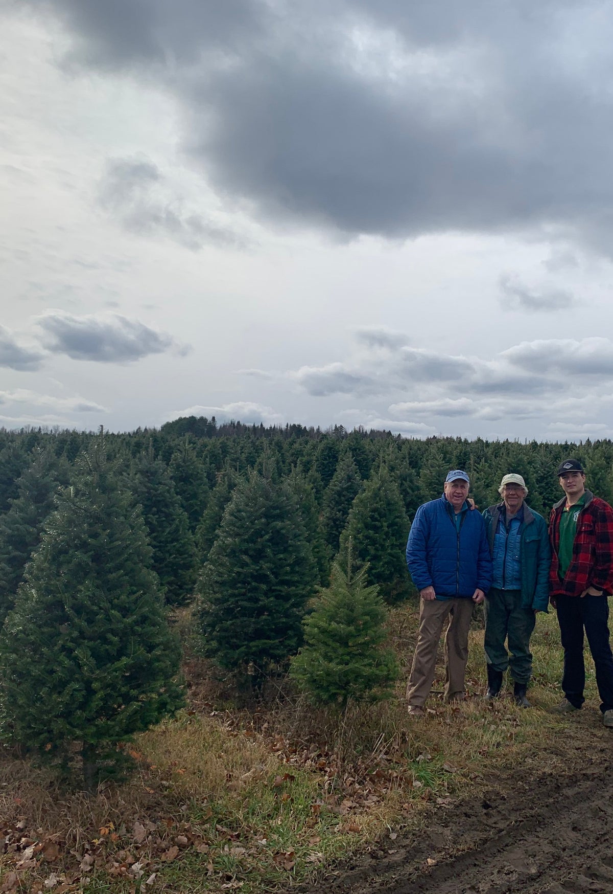 Real Christmas Trees Delivered 7 Foot Premium Balsam-Fraser Fir Hybrid